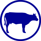 Ruminants