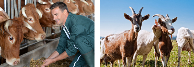 Closeup on cows being fed by cattleman