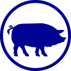 Swine