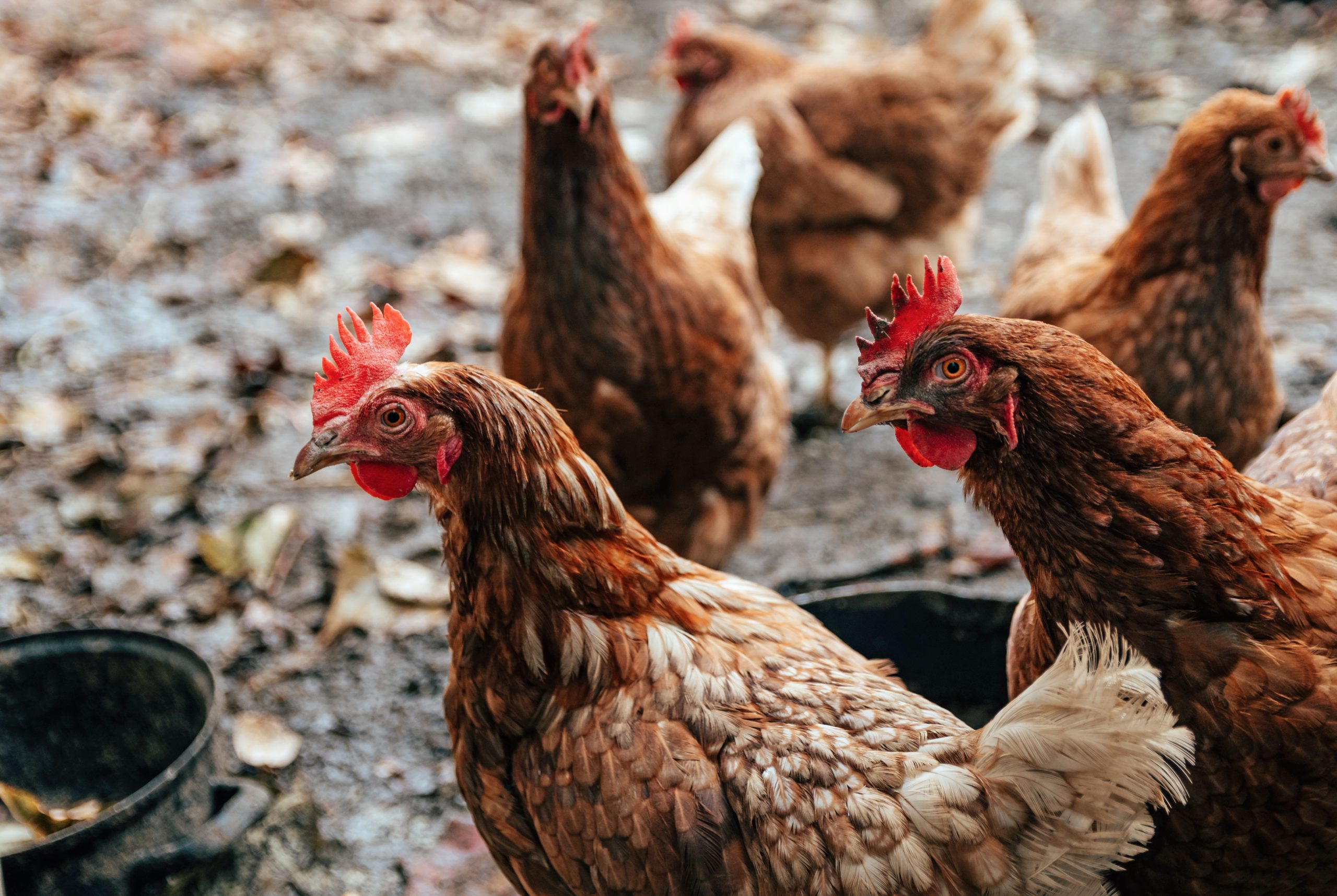 closeup-of-domestic-chicken-in-muddy-yard-on-a-far-EHBGJGN