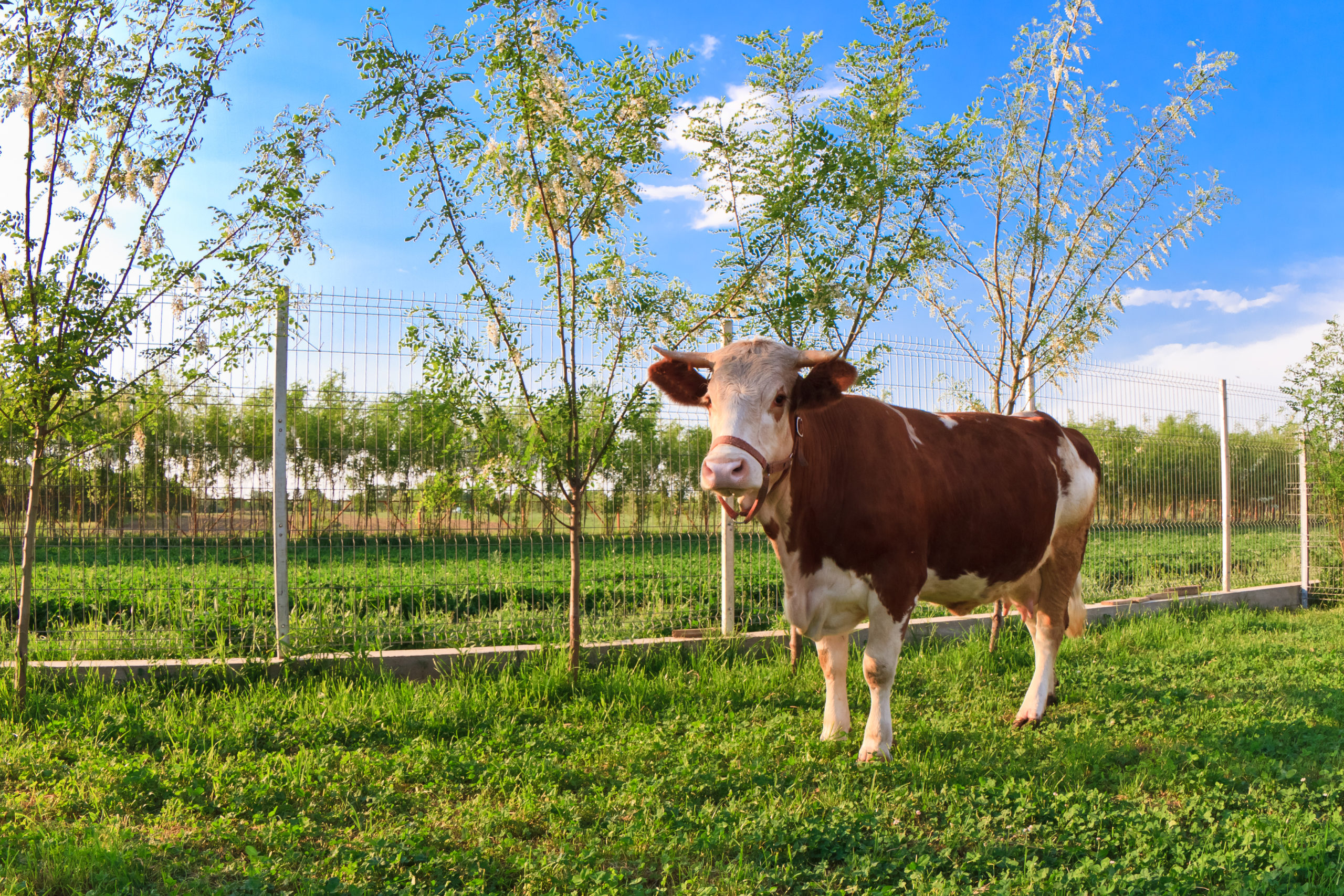 cow