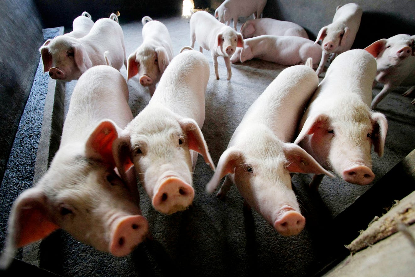 pigs 3