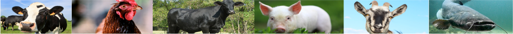 //ini-agworld.com/wp-content/uploads/2022/03/Bottom-Animals-on-2.jpg